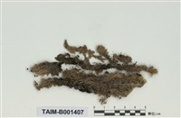 藏品(密葉泥炭苔)的圖片